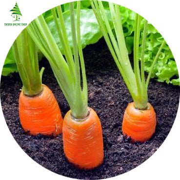 50 Pcs Global Carrot Seeds (গাজর বীজ)