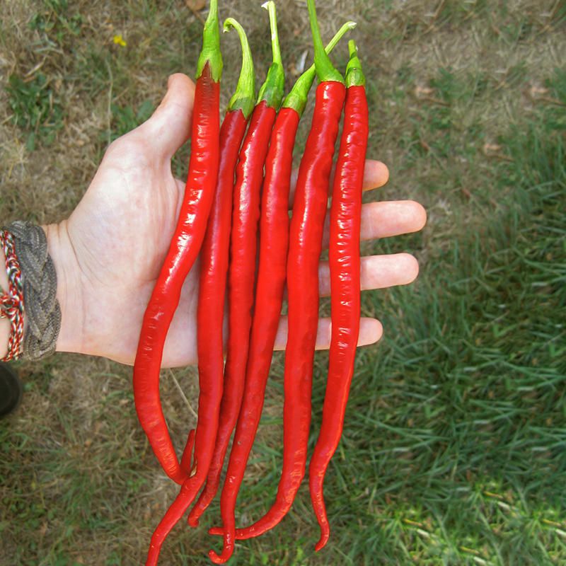 100 Pcs/Pack Red Pepper Seeds Garden Long Chili Vegetable Seeds Home Kitchen Seasoner