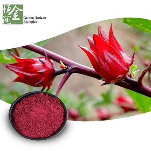 5 Pcs Organic Roselle Chinese Herb Plant Seeds