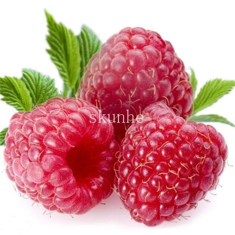 20 Pcs  Red Raspberry Bonsais Garden Fruit Plant Juicy And Delicious Seeds