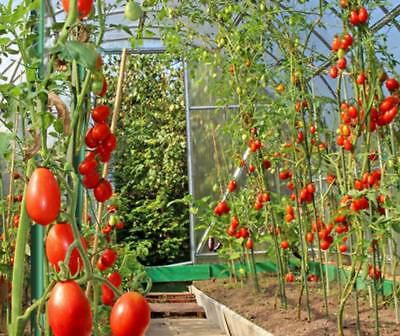 Hybrid Indian gold cherry tomato seeds- 10 pcs seeds