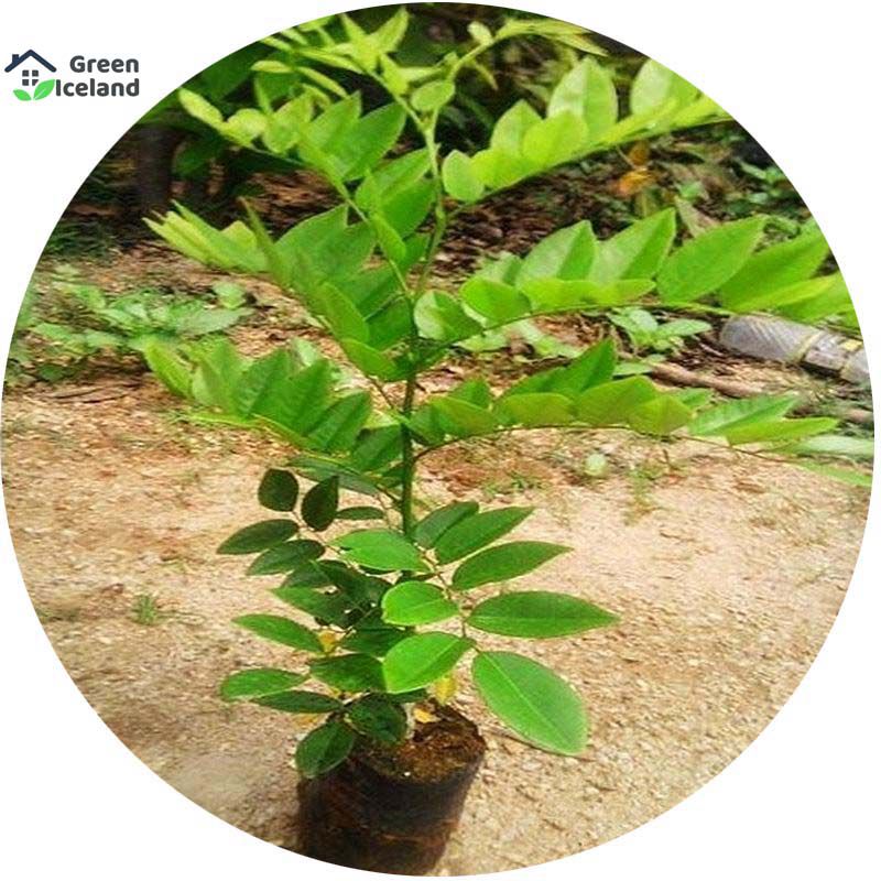 50 Pcs Global Scented Rosewood / Sisso Tree Seeds