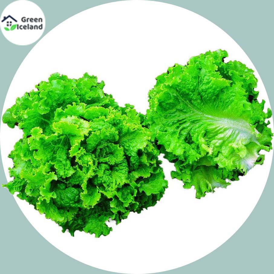 100 Pcs Lettuce Grand Rapid Seeds (????? ???? ???) Easy to Grow