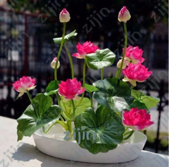 5Pcs Plant Aquatic Plant Flower Pot Lotus Bowl Lotus Botanical Garden- 5Pcs seeds