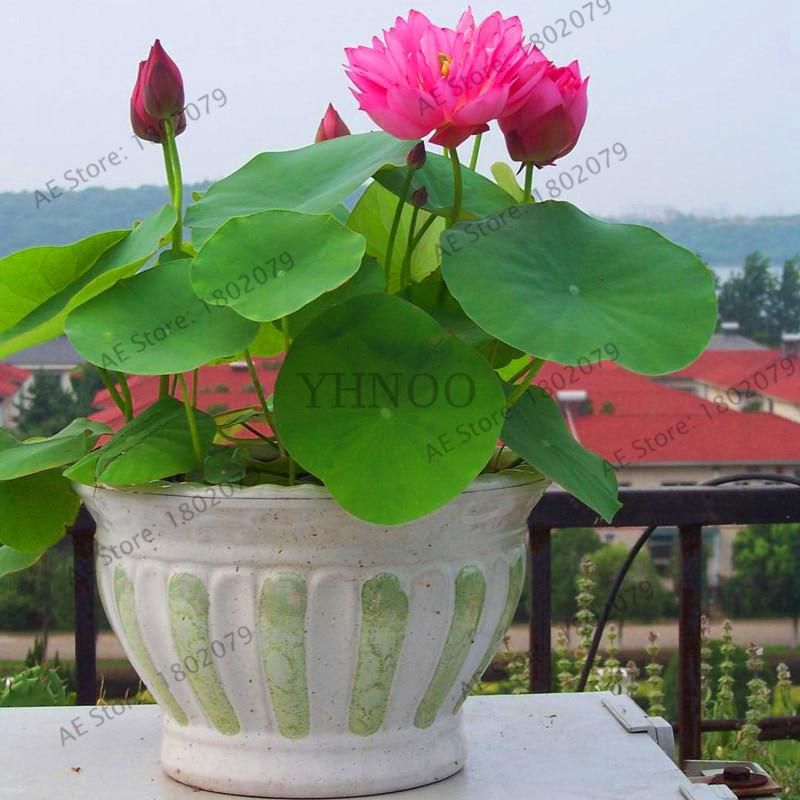 Hot Sale!5pcs Bowl Lotus plantas Hydroponic Plants Aquatic Plants Flower Pot lotus Water Lily flores Bonsai Home Garden, Garden