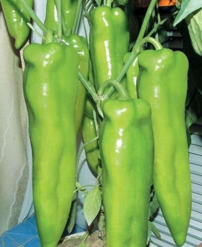 Genuine Fresh Rare Red  Carolina Reaper  Pepper bonsai  chilli ) Organic Vegetable 200pcs