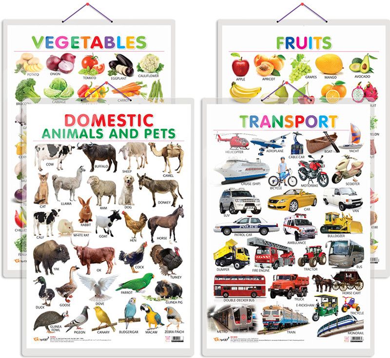 GO WOO Pack of 4 Fruits, Vegetables, Domestic Animals and Pets and Transport charts  (Green)