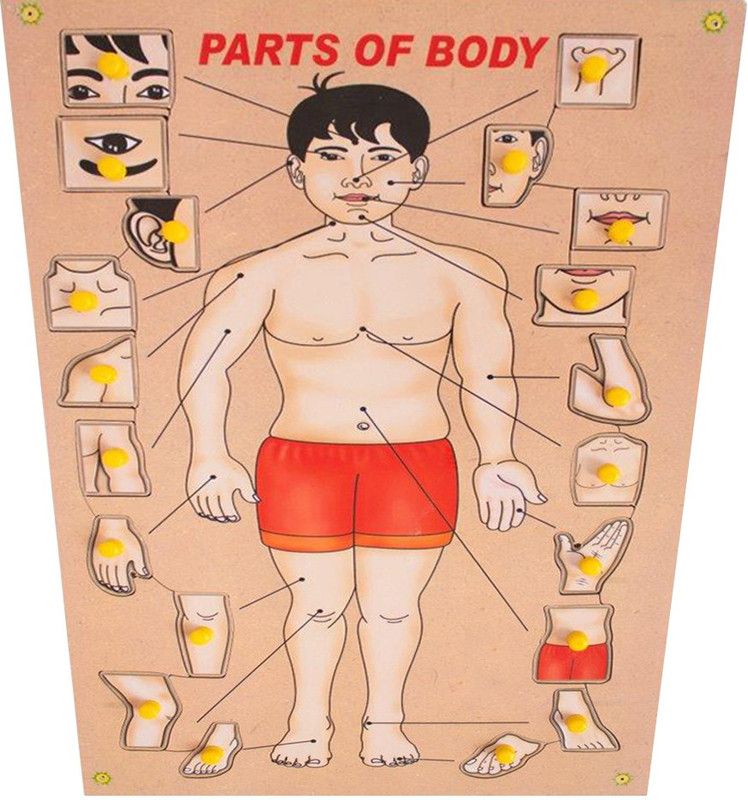 Toyvala WOODEN PARTS OF BODY EASY TO LEARN LEARNING EDUCATIONAL BOARD  (Brown)