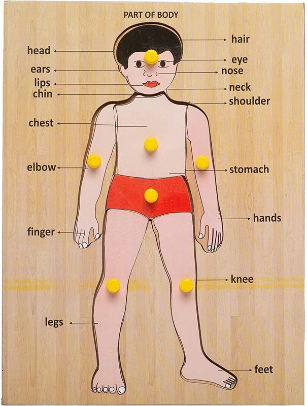 Quick Mart Human Body Parts Educational Board Game for Kids Educational Board Games Board Game