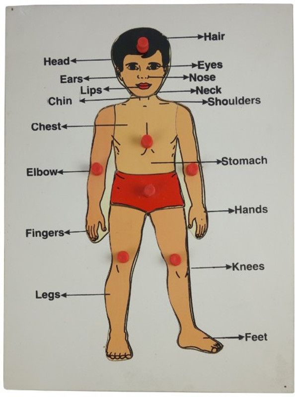 FIRST CHOICE COLLECTION WOODEN BODY PARTS  (Brown)