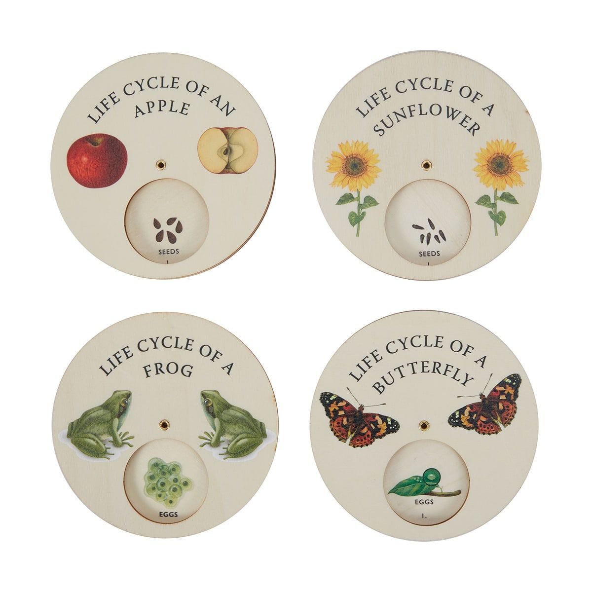 Life Cycle Wooden Discs