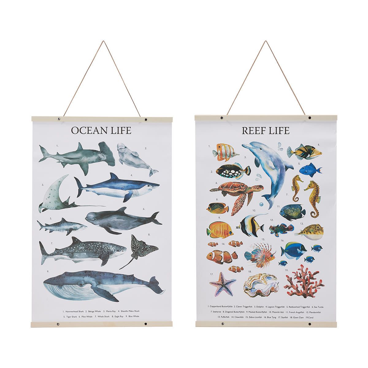 Learning Poster Sealife - Assorted