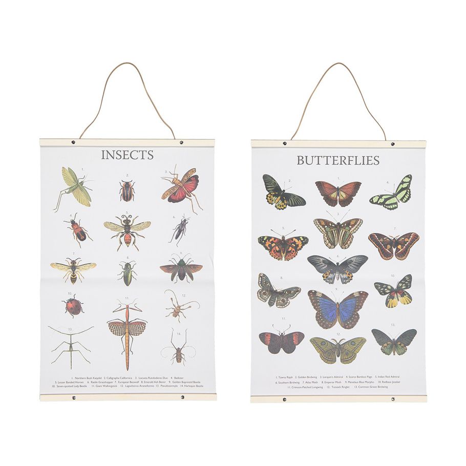 Learning Poster - Assorted, Insects