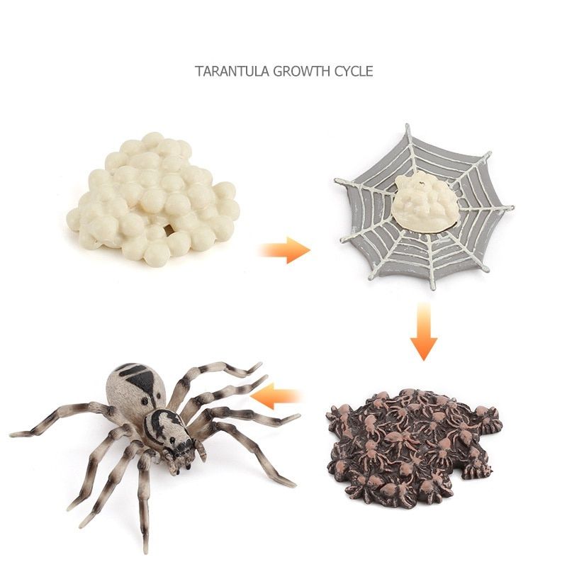 4pcs Life Cycle Figures of erfly Insect Biology Science Model Toys Educational Figures Evolution Toy Growth Stage Model for