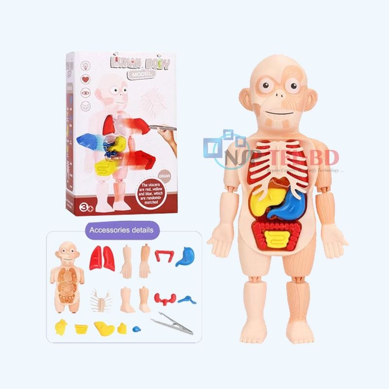 3D Puzzle Assembled Human Body Anatomy Model Educational Medical Science Toy
