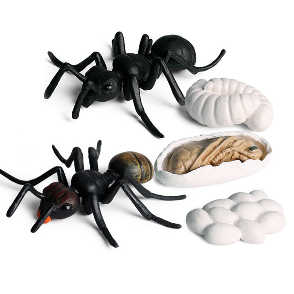 Realistic Ant Growth Cycle Figurine Set Kids Simulated Animal Educational Toys