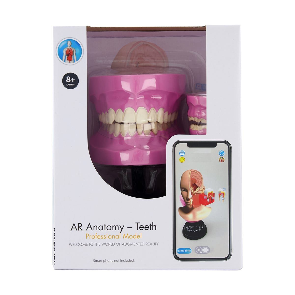 AR Anatomy Professional Model - Teeth
