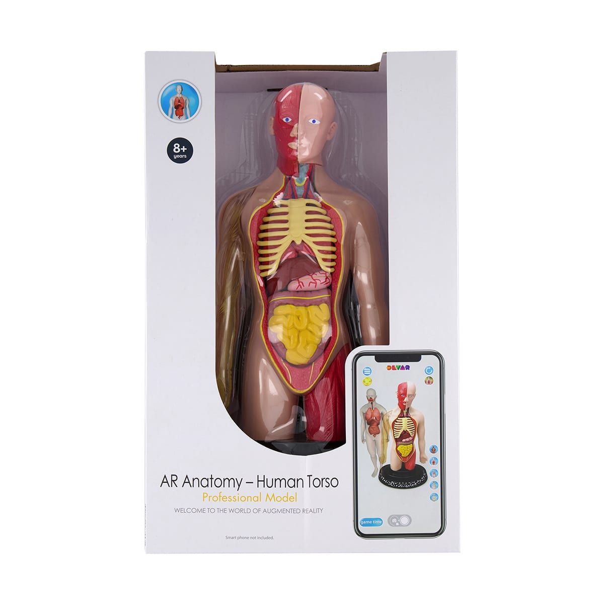 AR Anatomy Professional Model - Human Torso