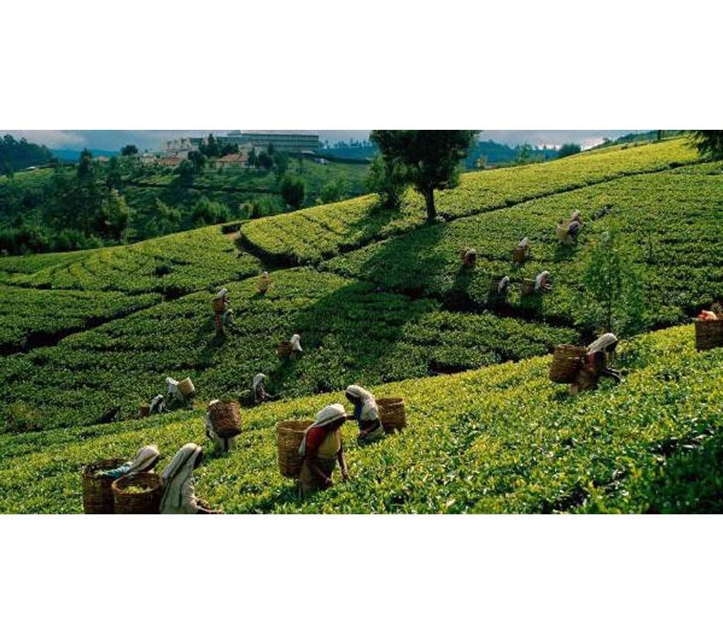 Dhaka – Sylhet – Dhaka tour package