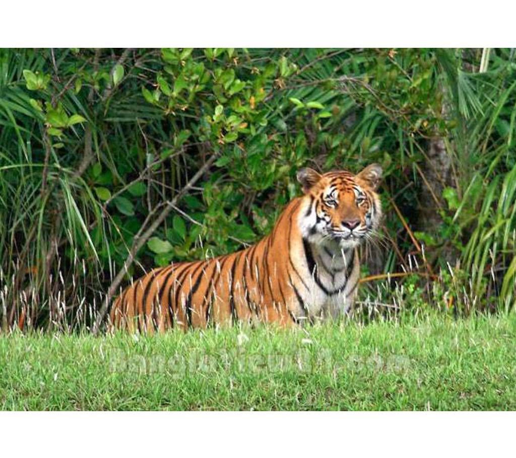Dhaka-Sundarban-Dhaka 3N Special Adventure Tour