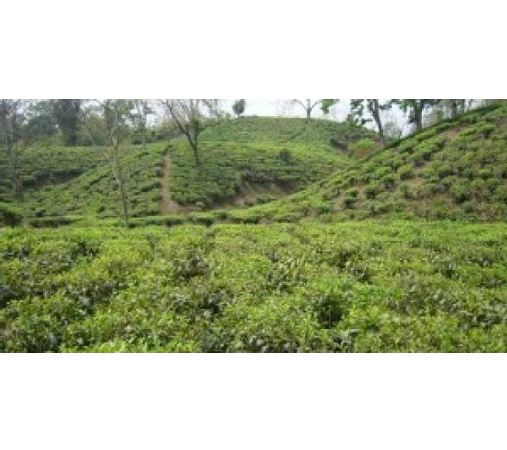 Dhaka – Srimongal – Sylhet – Dhaka tour package 
