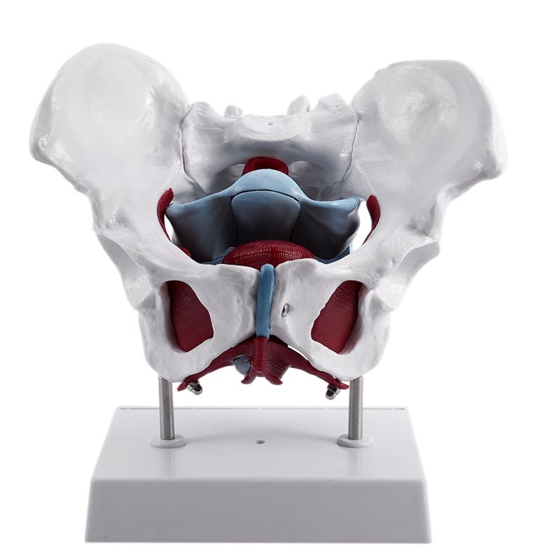 Female Pelvis and Reproductive Organs Model Female Bladder Pelvic Floor Muscle Rehabilion Anatocal Model