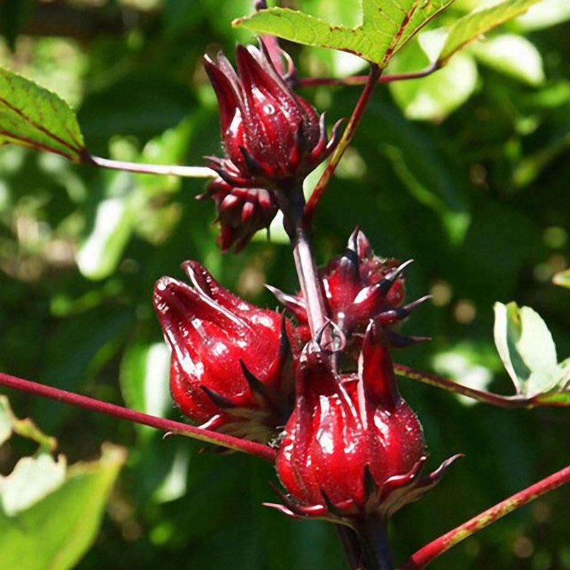 5 Pcs/Bag Roselle Seeds  Chinese Herb as Tea Flower Bonsai Plant DIY Home Garden Plants Seeds
